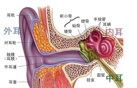 人的耳朵|人耳的构造和主要功能是什么，耳朵结构图详解